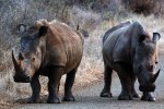  NP Kruger rhinos